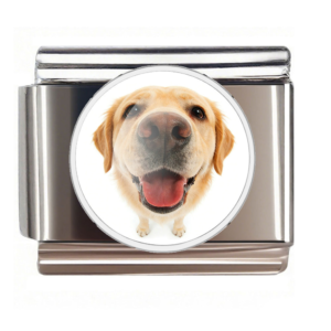 Golden Retriever Nose Portrait