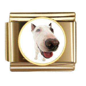 Bull Terrier Nose Portrait