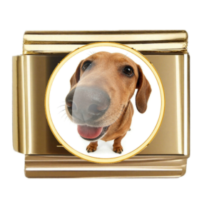 Dachshund Nose Portrait