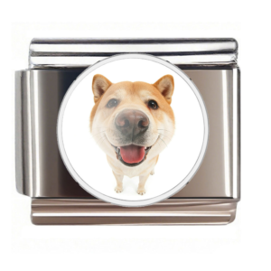 Shiba Inu Nose Portrait