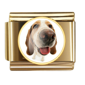 Basset Hound Nose Portrait