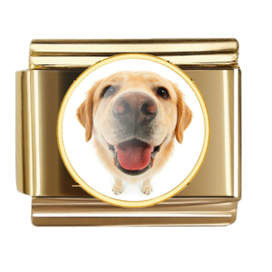 Happy Labrador Photo