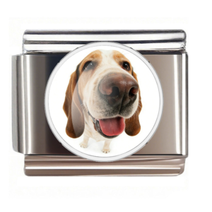 Basset Hound Nose Portrait