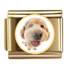 Happy Curly Dog Portrait