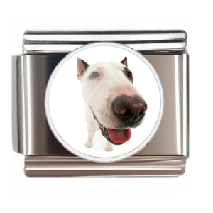 Bull Terrier Nose Portrait