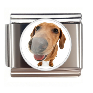 Dachshund Nose Portrait