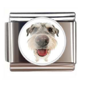 Gray Terrier Nose Portrait