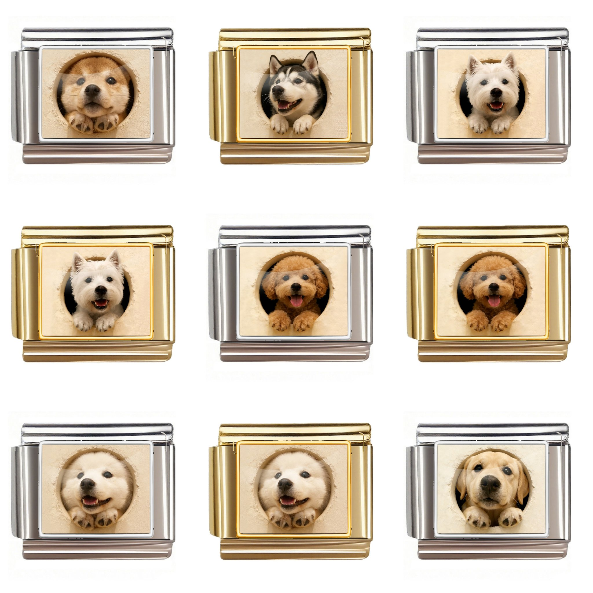 Cute Puppy Photo collection