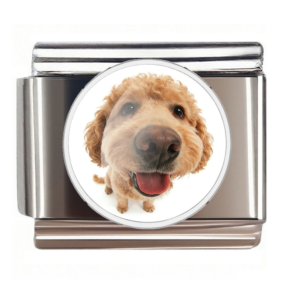 Happy Curly Dog Portrait